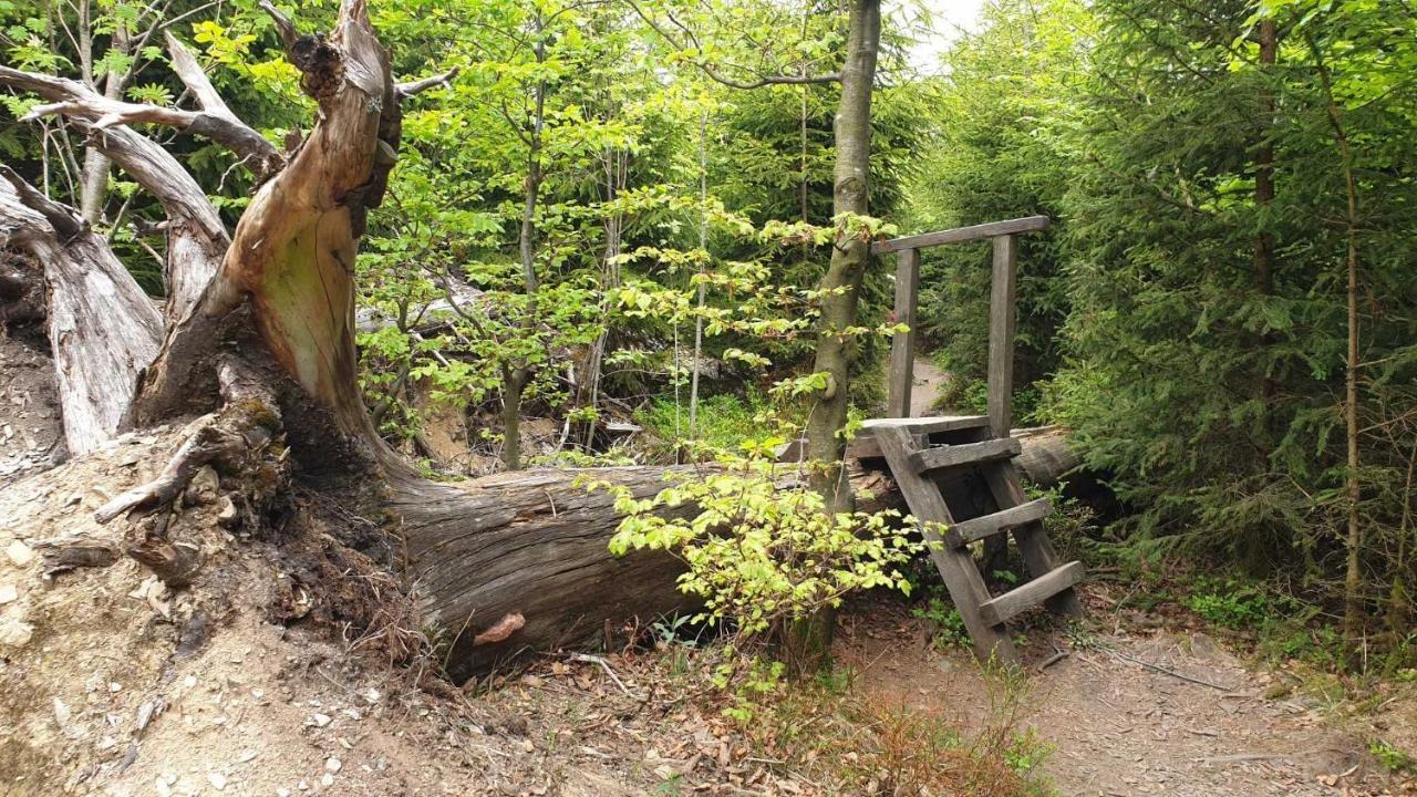 Ferienwohnung Mohnwiese Und Blumenwiese Willingen  Extérieur photo